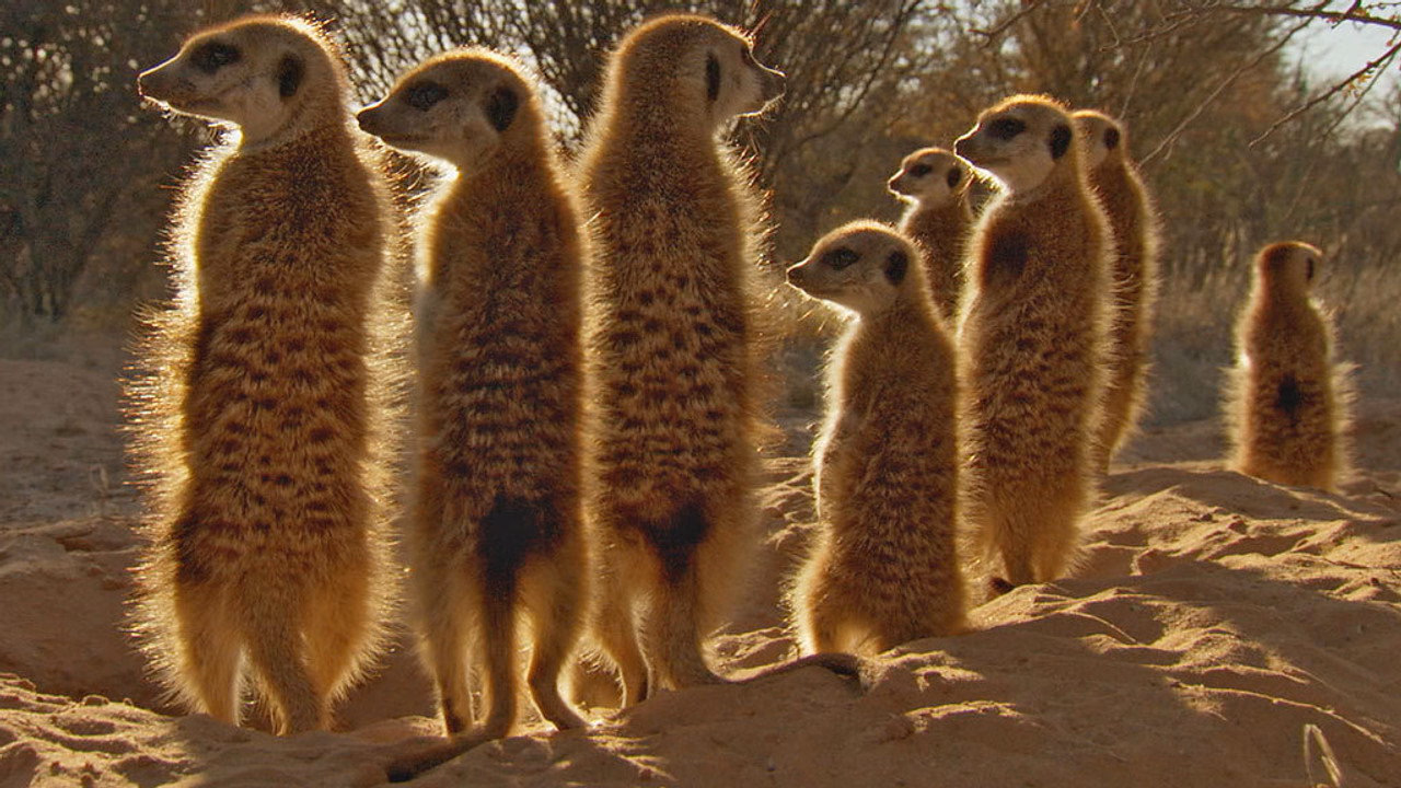 Afrika 1. Sezon 1. Bölüm izle