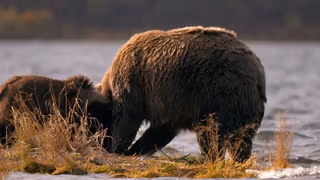 Alaska'nın Bozayıları 1. Sezon 1. Bölüm izle