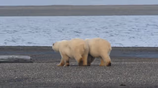 Alaska'nın Bozayıları 1. Sezon 2. Bölüm izle