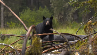Alaska'nın Bozayıları 1. Sezon 4. Bölüm izle
