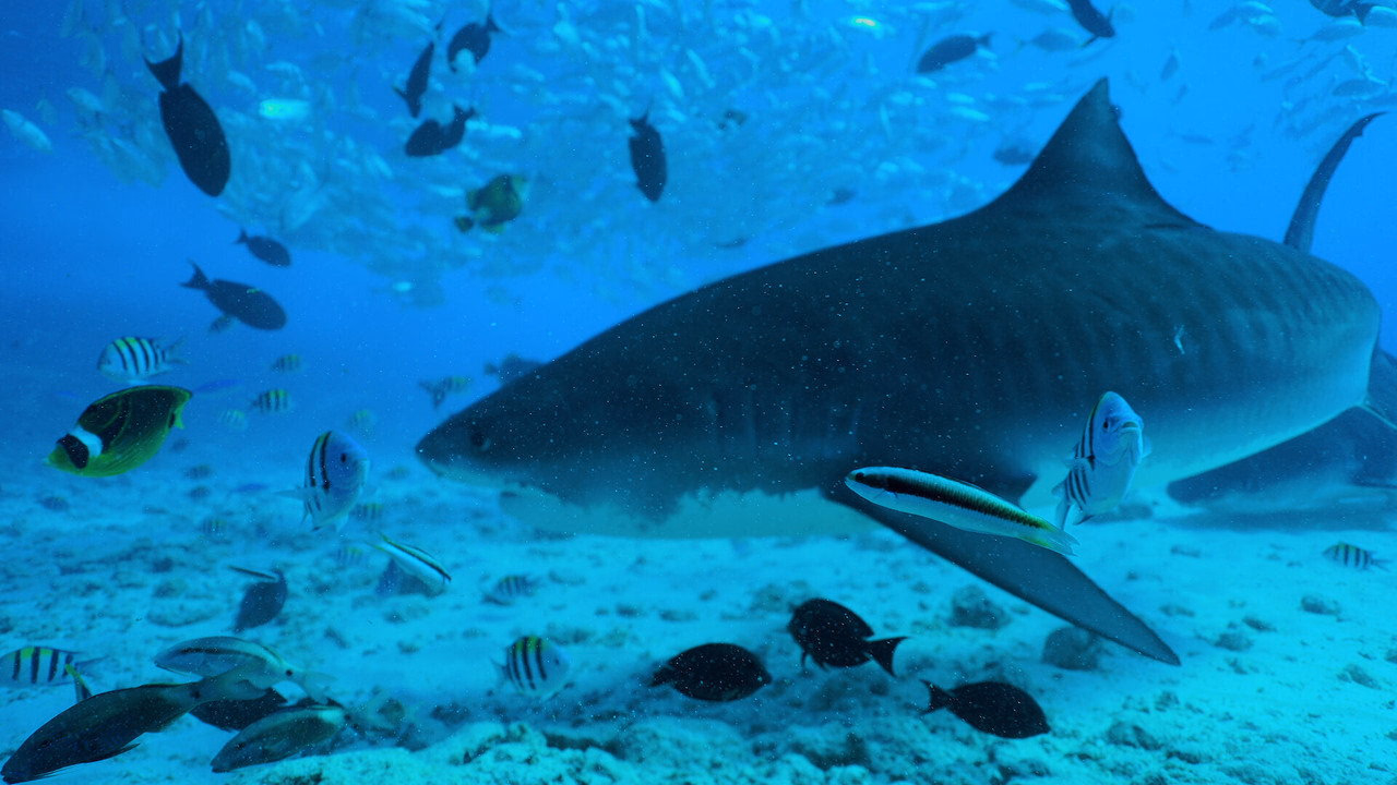 All the Sharks 1. Sezon 1. Bölüm izle