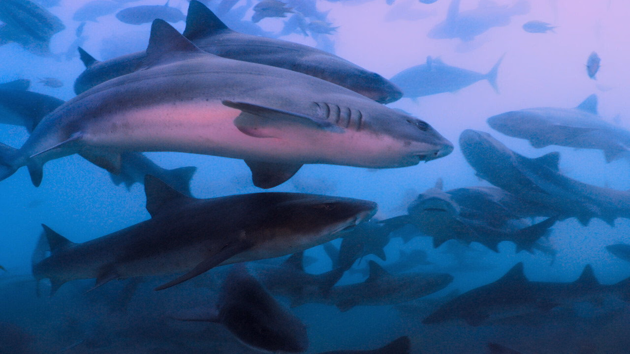 All the Sharks 1. Sezon 3. Bölüm izle
