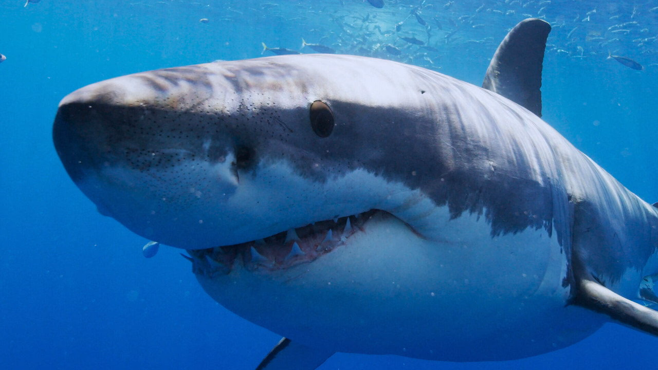 All the Sharks 1. Sezon 4. Bölüm izle