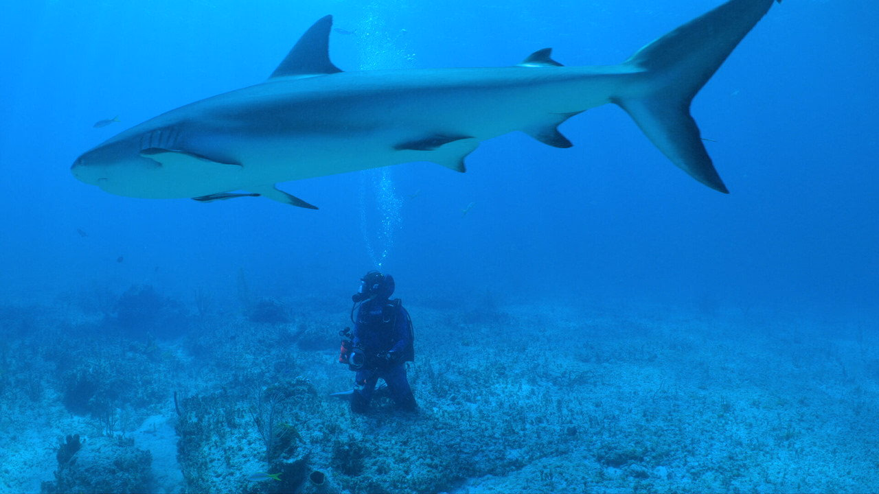 All the Sharks 1. Sezon 5. Bölüm izle