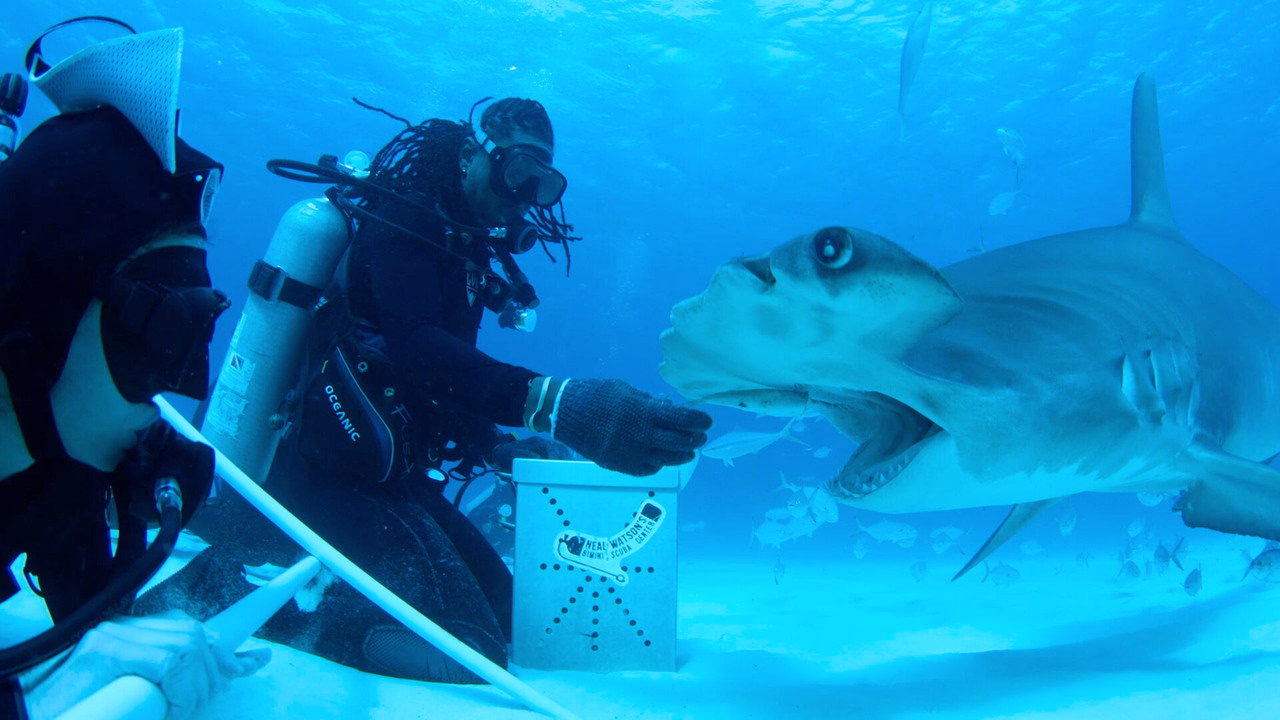 All the Sharks 1. Sezon 6. Bölüm izle