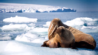 Blue Planet II 1. Sezon 1. Bölüm izle