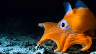 Blue Planet II 1. Sezon 2. Bölüm izle
