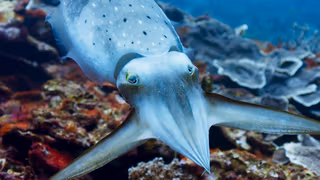Blue Planet II 1. Sezon 3. Bölüm izle