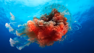 Blue Planet II 1. Sezon 4. Bölüm izle
