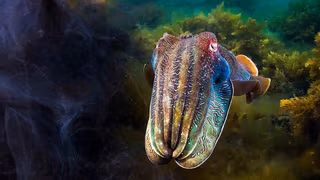 Blue Planet II 1. Sezon 5. Bölüm izle