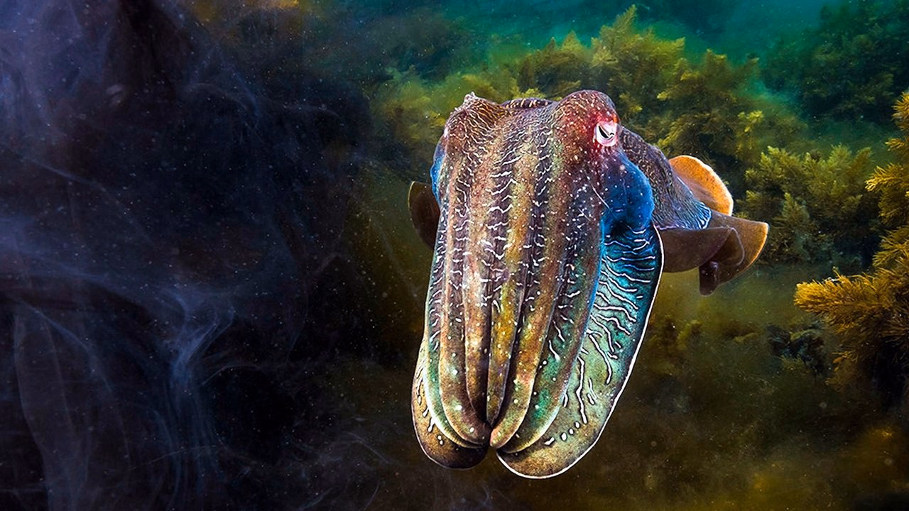 Blue Planet II 1. Sezon 5. Bölüm izle
