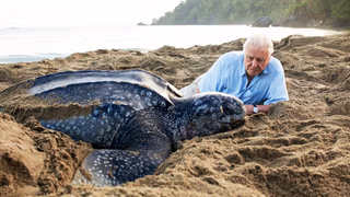 Blue Planet II 1. Sezon 7. Bölüm izle