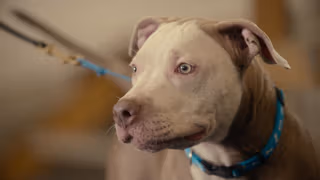 Canine Intervention 1. Sezon 5. Bölüm izle