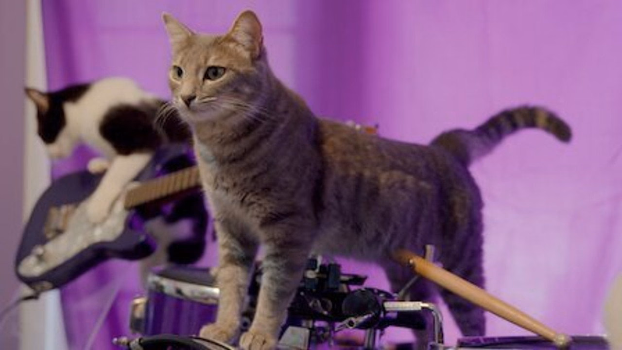 Cat People 1. Sezon 2. Bölüm izle
