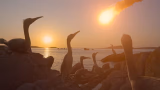 Dinozorlar 1. Sezon 4. Bölüm izle