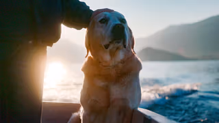 Köpekler 1. Sezon 3. Bölüm izle