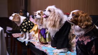 Köpekler 1. Sezon 4. Bölüm izle
