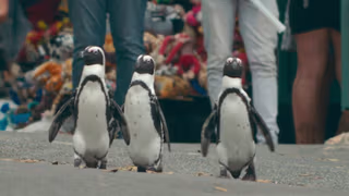 Penguen Kolonisi 1. Sezon 1. Bölüm izle