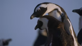 Penguen Kolonisi 1. Sezon 2. Bölüm izle