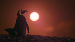 Penguen Kolonisi 1. Sezon 3. Bölüm izle