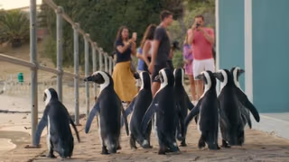 Penguen Kolonisi 1. Sezon 6. Bölüm izle