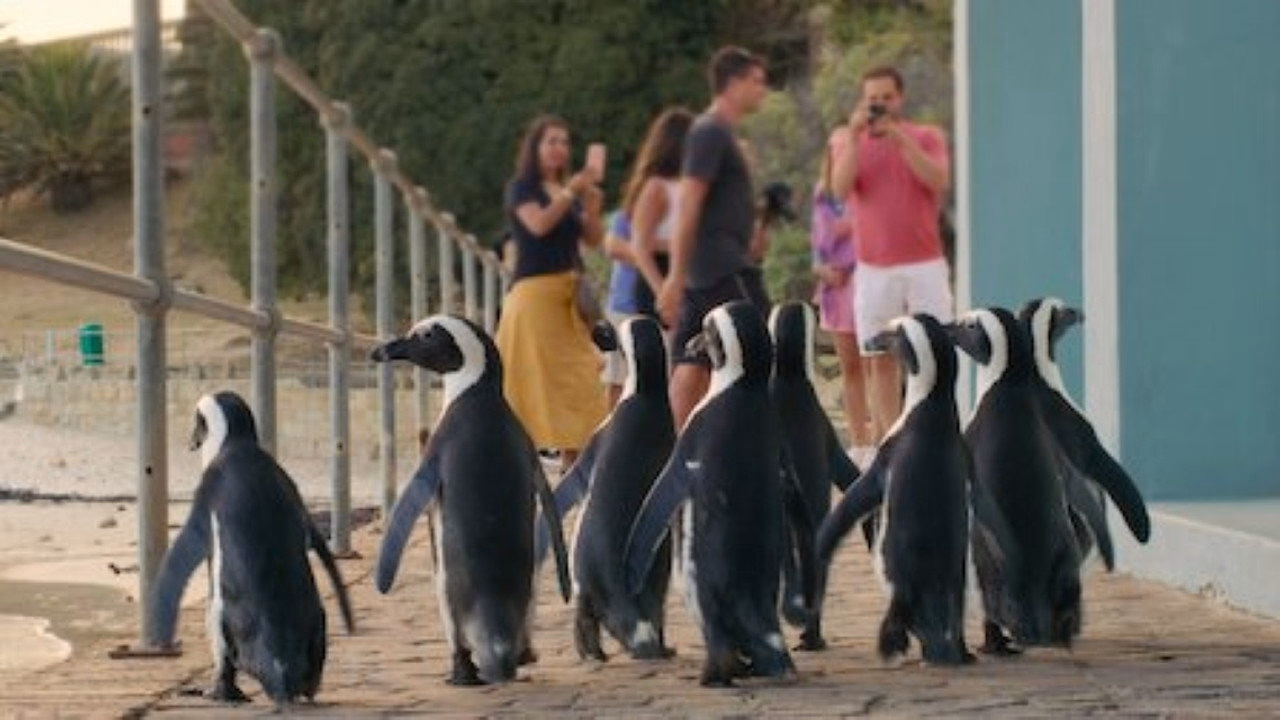Penguen Kolonisi 1. Sezon 6. Bölüm izle