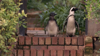 Penguen Kolonisi 1. Sezon 7. Bölüm izle