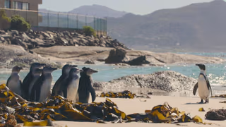 Penguen Kolonisi 1. Sezon 8. Bölüm izle