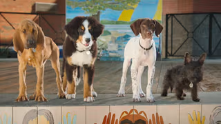 Super PupZ 1. Sezon 1. Bölüm izle