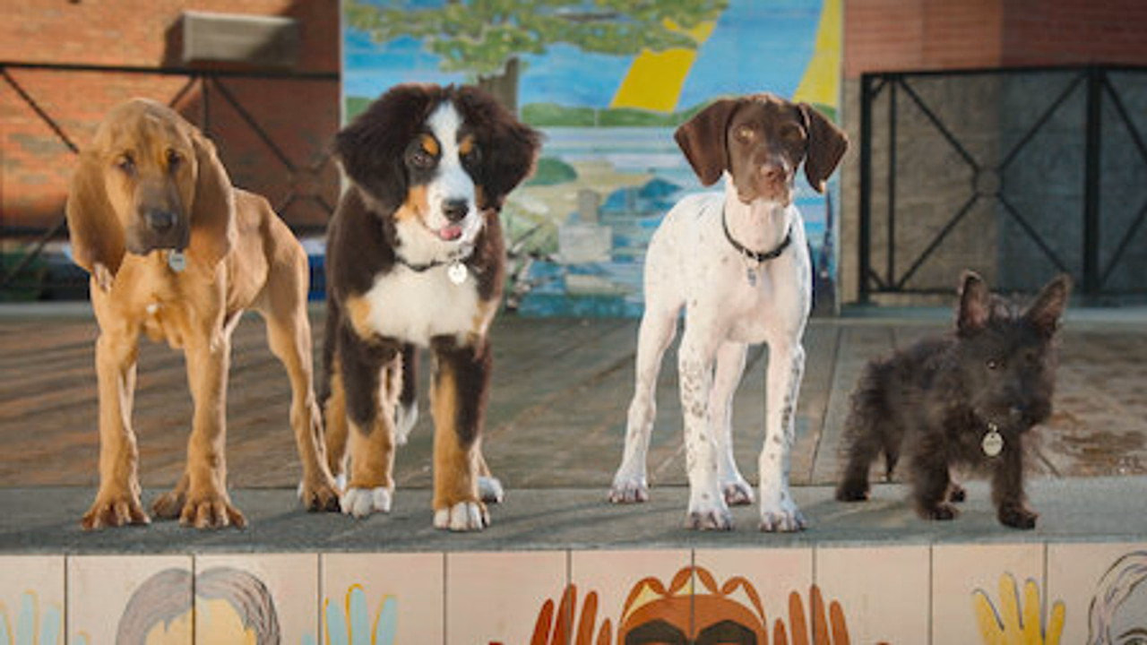 Super PupZ 1. Sezon 1. Bölüm izle
