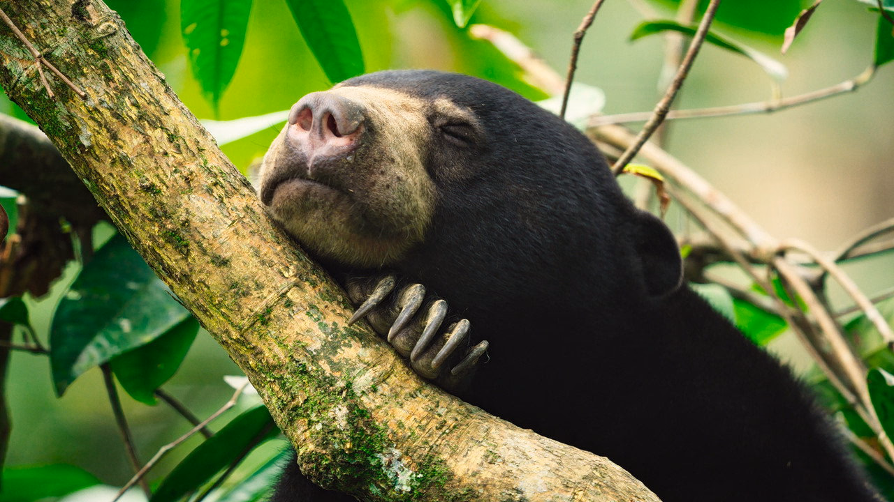 The Secret Lives of Animals 1. Sezon 4. Bölüm izle