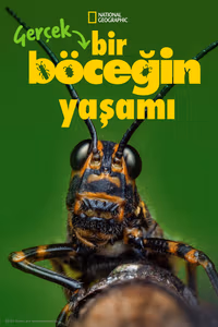 Gerçek Bir Böceğin Yaşamı 1. Sezon Posteri
