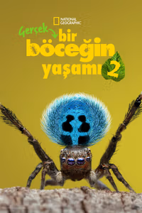 Gerçek Bir Böceğin Yaşamı 2. Sezon Posteri