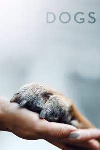 Köpekler 1. Sezon Posteri