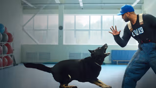 Canine Intervention arka plan