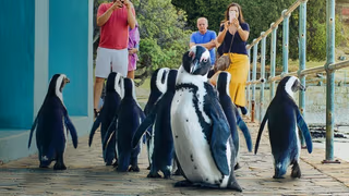 Penguen Kolonisi arka plan