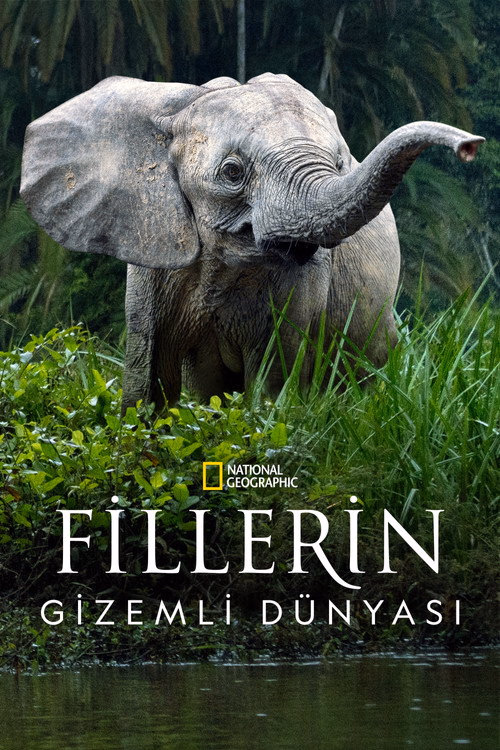 Fillerin Gizemli Dünyası